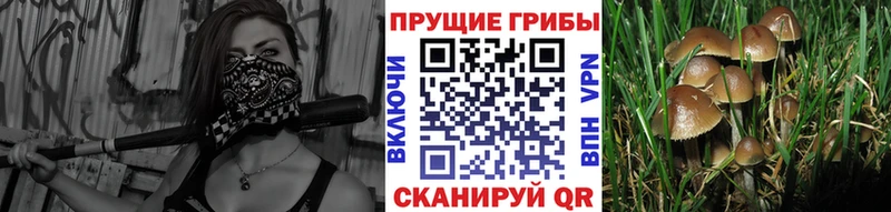 Галлюциногенные грибы Cubensis  магазин продажи   Губаха 