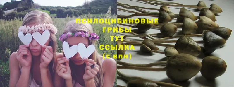 купить закладку ссылка на мегу ссылка Галлюциногенные грибы Psilocybine cubensis Губаха