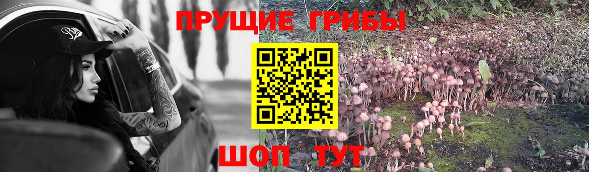 Псилоцибиновые грибы Psilocybe  Галлюциногенные грибы Psilocybe  Губаха 